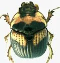 Bolbocerosoma hamatum - photo 3