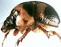 Bolbocerosoma hamatum - photo 4