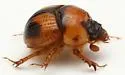 Bolbocerosoma hamatum - photo 5
