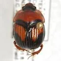 Bolbocerosoma lepidissimum