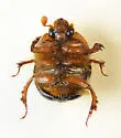 Bolbocerosoma lepidissimum - photo 2