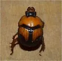 Bolbocerosoma lepidissimum - photo 3