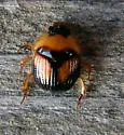 Bolbocerosoma lepidissimum - photo 4