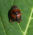 Bolbocerosoma lepidissimum - photo 5