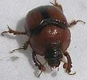 Bolbocerosoma pusillum