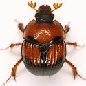 Bolbocerosoma pusillum - photo 2