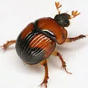 Bolbocerosoma pusillum - photo 3