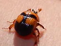 Bolbocerosoma pusillum - photo 4
