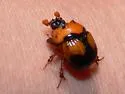 Bolbocerosoma pusillum - photo 5