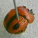 Bolbocerosoma ritcheri