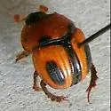 Bolbocerosoma ritcheri - photo 2