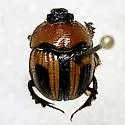 Bolbocerosoma ritcheri - photo 5