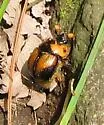 Bolbocerosoma tumefactum