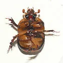 Bolbocerosoma tumefactum - photo 2