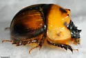 Bolbocerosoma tumefactum - photo 3