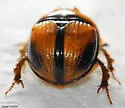 Bolbocerosoma tumefactum - photo 4