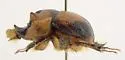 Bolbocerosoma tumefactum - photo 5