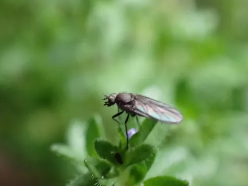 Bolbomyia wuorentausi