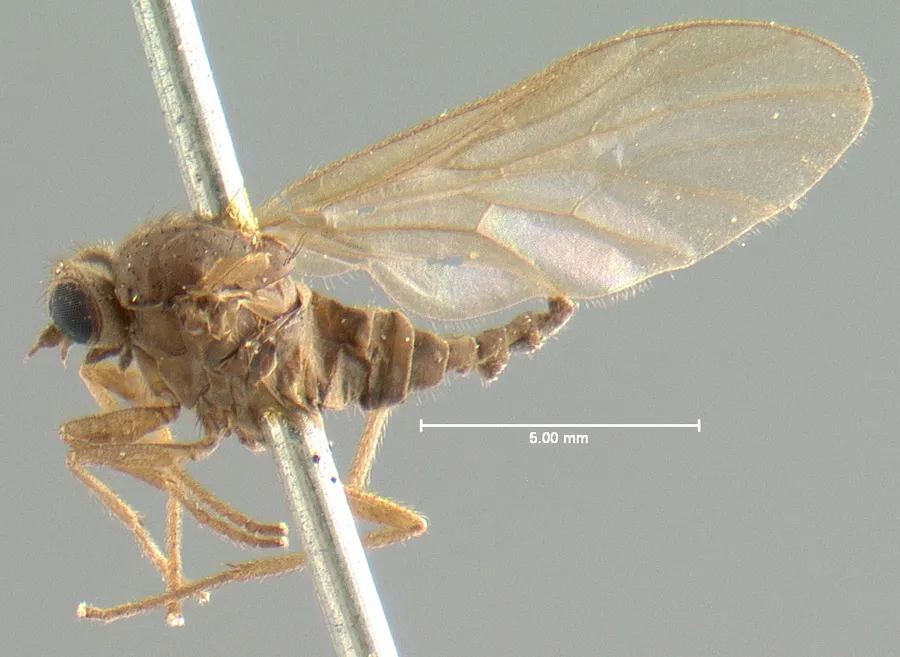 Bolbomyiid Snipe Flies - Bolbomyiidae