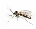 Boletina obscura