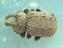 Boletoglyphus ornatus