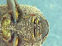 Boletoglyphus ornatus - photo 2
