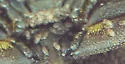 Boletoglyphus ornatus - photo 3