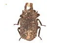 Boletoglyphus ornatus - photo 4