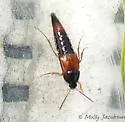 Bolitobius cingulatus - photo 2
