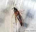 Bolitobius cingulatus - photo 3