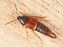 Bolitobius cingulatus - photo 4