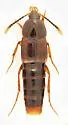 Bolitobius cingulatus - photo 5