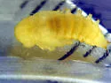 Bolitophagus corticola