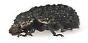 Bolitophagus corticola - photo 2
