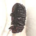 Bolitophagus corticola - photo 3