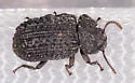 Bolitophagus corticola - photo 4