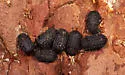 Bolitophagus corticola - photo 5