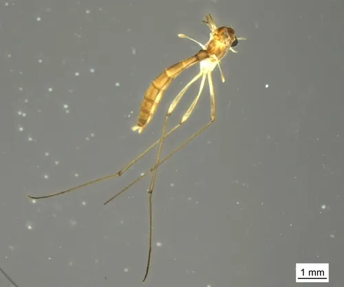 Bolitophila hybrida