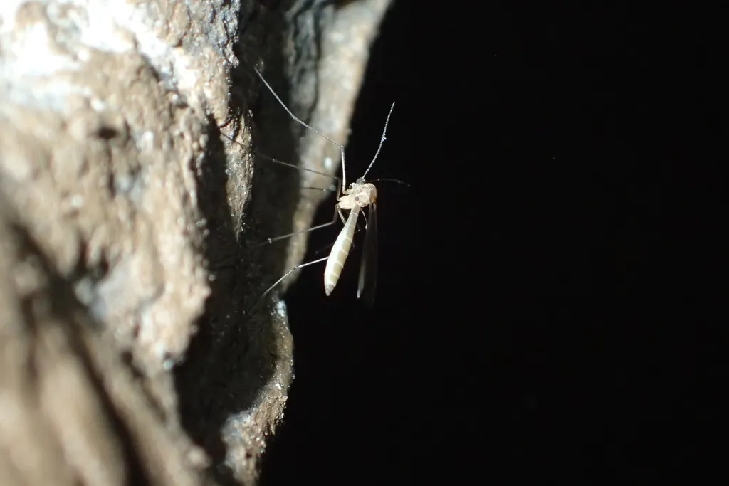 Bolitophila saundersi - photo 2
