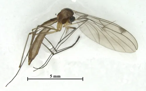 Bolitophila spinigera