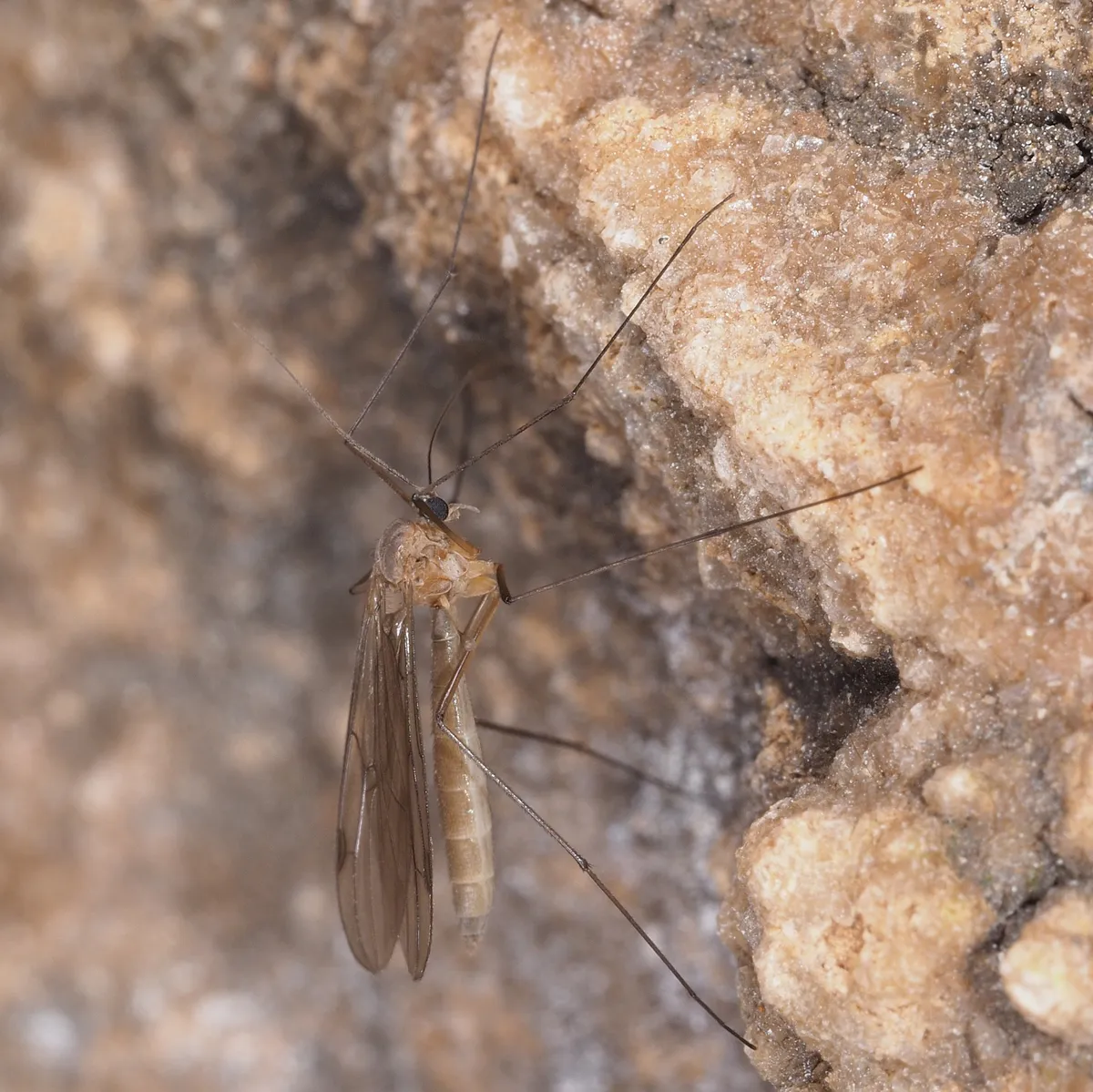 Bolitophilidae - Bolitophilidae