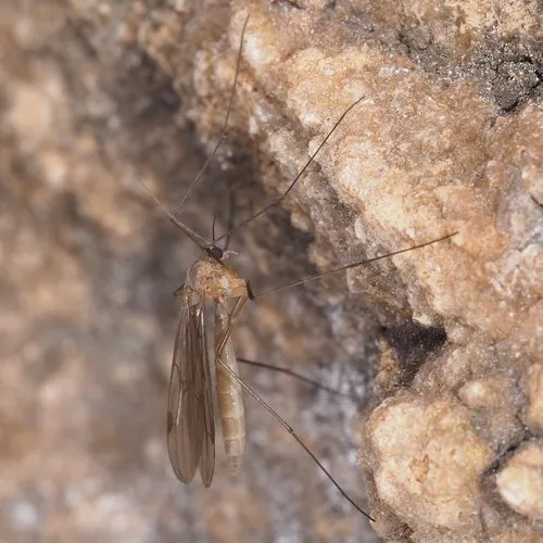 Bolitophilidae - photo 3