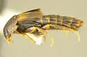 Bolitopunctus punctatissimus - photo 2