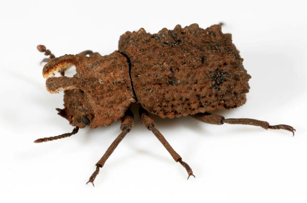 Forked Fungus Beetle