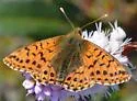 Mountain Fritillary - Hodges#4462
