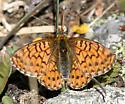 Purplish Fritillary - Hodges#4475