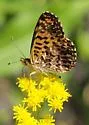 Purplish Fritillary - Hodges#4475 - photo 2