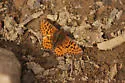 Purplish Fritillary - Hodges#4475 - photo 3