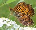 Purplish Fritillary - Hodges#4475 - photo 4