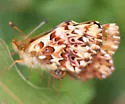 Purplish Fritillary - Hodges#4475 - photo 5